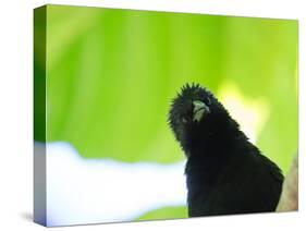 A Crow Stares at the Camera with Great Curiosity-Alex Saberi-Stretched Canvas