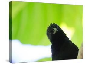 A Crow Stares at the Camera with Great Curiosity-Alex Saberi-Stretched Canvas