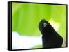 A Crow Stares at the Camera with Great Curiosity-Alex Saberi-Framed Stretched Canvas