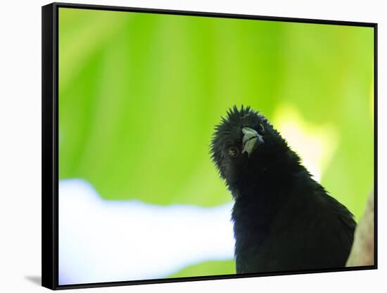 A Crow Stares at the Camera with Great Curiosity-Alex Saberi-Framed Stretched Canvas