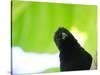 A Crow Stares at the Camera with Great Curiosity-Alex Saberi-Stretched Canvas