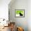 A Crow Stares at the Camera with Great Curiosity-Alex Saberi-Framed Photographic Print displayed on a wall