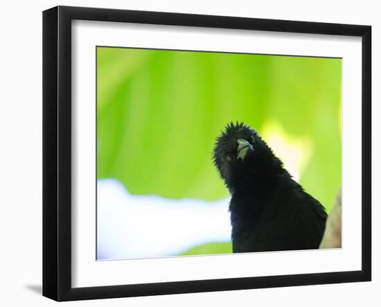 A Crow Stares at the Camera with Great Curiosity-Alex Saberi-Framed Photographic Print