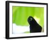 A Crow Stares at the Camera with Great Curiosity-Alex Saberi-Framed Photographic Print