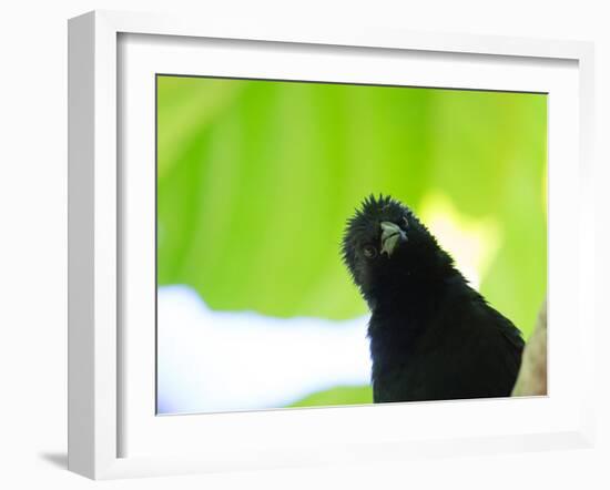 A Crow Stares at the Camera with Great Curiosity-Alex Saberi-Framed Photographic Print