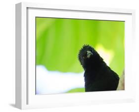 A Crow Stares at the Camera with Great Curiosity-Alex Saberi-Framed Photographic Print