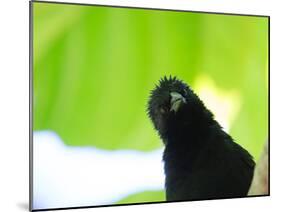 A Crow Stares at the Camera with Great Curiosity-Alex Saberi-Mounted Photographic Print