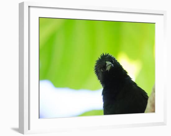 A Crow Stares at the Camera with Great Curiosity-Alex Saberi-Framed Photographic Print