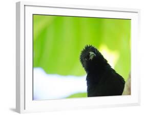 A Crow Stares at the Camera with Great Curiosity-Alex Saberi-Framed Photographic Print