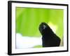 A Crow Stares at the Camera with Great Curiosity-Alex Saberi-Framed Photographic Print