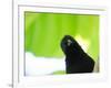 A Crow Stares at the Camera with Great Curiosity-Alex Saberi-Framed Photographic Print