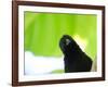 A Crow Stares at the Camera with Great Curiosity-Alex Saberi-Framed Photographic Print