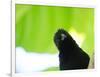 A Crow Stares at the Camera with Great Curiosity-Alex Saberi-Framed Photographic Print