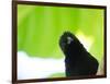 A Crow Stares at the Camera with Great Curiosity-Alex Saberi-Framed Photographic Print