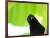 A Crow Stares at the Camera with Great Curiosity-Alex Saberi-Framed Photographic Print