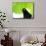 A Crow Stares at the Camera with Great Curiosity-Alex Saberi-Mounted Photographic Print displayed on a wall