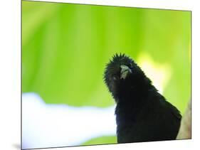 A Crow Stares at the Camera with Great Curiosity-Alex Saberi-Mounted Photographic Print