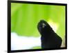 A Crow Stares at the Camera with Great Curiosity-Alex Saberi-Framed Photographic Print