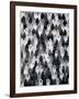 A Crowd of Chickens, 2016 (Oil on Canvas)-Holly Frean-Framed Giclee Print