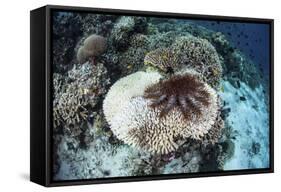 A Crown-Of-Thorns Starfish Feeds on a Table Coral-Stocktrek Images-Framed Stretched Canvas