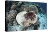 A Crown-Of-Thorns Starfish Feeds on a Table Coral-Stocktrek Images-Stretched Canvas