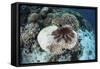 A Crown-Of-Thorns Starfish Feeds on a Table Coral-Stocktrek Images-Framed Stretched Canvas