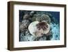 A Crown-Of-Thorns Starfish Feeds on a Table Coral-Stocktrek Images-Framed Photographic Print