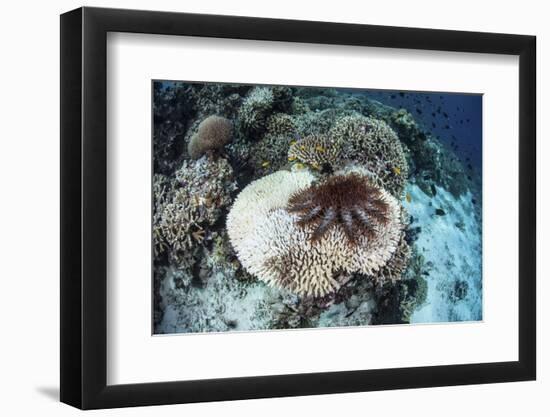 A Crown-Of-Thorns Starfish Feeds on a Table Coral-Stocktrek Images-Framed Photographic Print