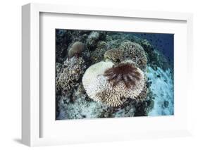 A Crown-Of-Thorns Starfish Feeds on a Table Coral-Stocktrek Images-Framed Photographic Print