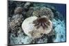 A Crown-Of-Thorns Starfish Feeds on a Table Coral-Stocktrek Images-Mounted Photographic Print
