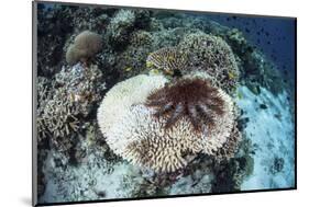 A Crown-Of-Thorns Starfish Feeds on a Table Coral-Stocktrek Images-Mounted Photographic Print