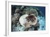 A Crown-Of-Thorns Starfish Feeds on a Table Coral-Stocktrek Images-Framed Photographic Print