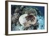 A Crown-Of-Thorns Starfish Feeds on a Table Coral-Stocktrek Images-Framed Photographic Print