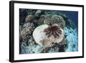 A Crown-Of-Thorns Starfish Feeds on a Table Coral-Stocktrek Images-Framed Photographic Print