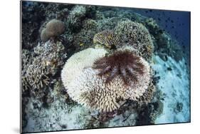 A Crown-Of-Thorns Starfish Feeds on a Table Coral-Stocktrek Images-Mounted Photographic Print