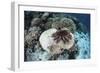 A Crown-Of-Thorns Starfish Feeds on a Table Coral-Stocktrek Images-Framed Photographic Print