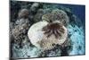 A Crown-Of-Thorns Starfish Feeds on a Table Coral-Stocktrek Images-Mounted Photographic Print