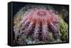 A Crown-Of-Thorns Starfish Feeds on Coral-Stocktrek Images-Framed Stretched Canvas