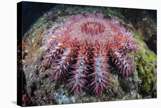 A Crown-Of-Thorns Starfish Feeds on Coral-Stocktrek Images-Stretched Canvas