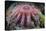 A Crown-Of-Thorns Starfish Feeds on Coral-Stocktrek Images-Stretched Canvas