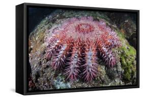 A Crown-Of-Thorns Starfish Feeds on Coral-Stocktrek Images-Framed Stretched Canvas