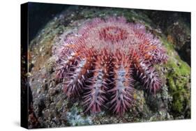 A Crown-Of-Thorns Starfish Feeds on Coral-Stocktrek Images-Stretched Canvas