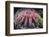 A Crown-Of-Thorns Starfish Feeds on Coral-Stocktrek Images-Framed Photographic Print