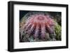 A Crown-Of-Thorns Starfish Feeds on Coral-Stocktrek Images-Framed Photographic Print