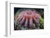 A Crown-Of-Thorns Starfish Feeds on Coral-Stocktrek Images-Framed Photographic Print