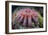 A Crown-Of-Thorns Starfish Feeds on Coral-Stocktrek Images-Framed Photographic Print