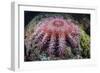 A Crown-Of-Thorns Starfish Feeds on Coral-Stocktrek Images-Framed Photographic Print