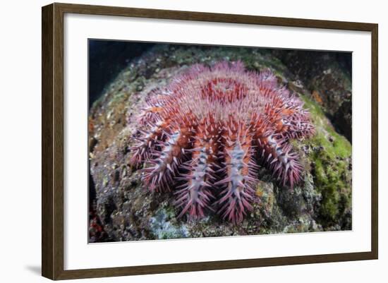 A Crown-Of-Thorns Starfish Feeds on Coral-Stocktrek Images-Framed Photographic Print