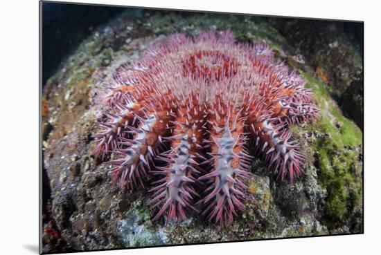 A Crown-Of-Thorns Starfish Feeds on Coral-Stocktrek Images-Mounted Photographic Print