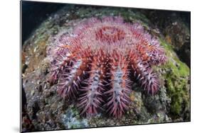 A Crown-Of-Thorns Starfish Feeds on Coral-Stocktrek Images-Mounted Photographic Print